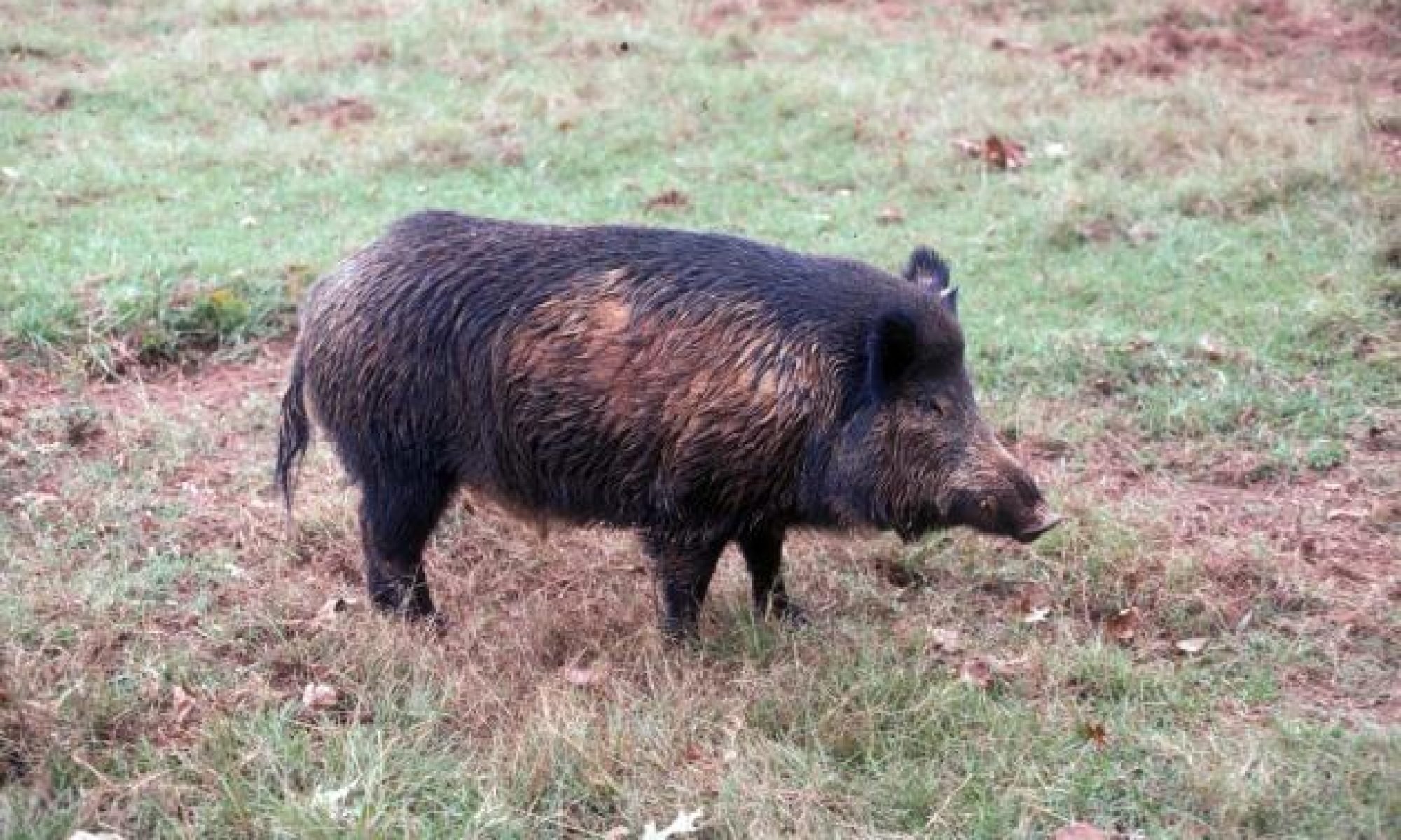 Physical Characteristics Of Feral Hogs Feral Hogs